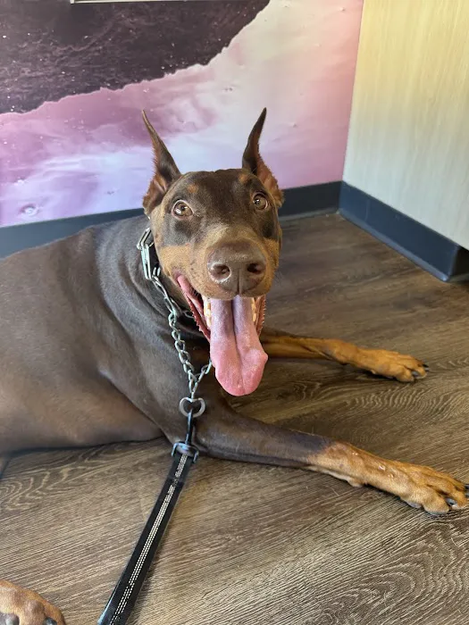CityVet | Kingwood Veterinary Clinic & Urgent Care Picture 6