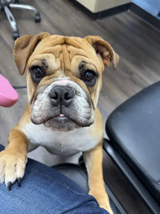 CityVet | Kingwood Veterinary Clinic & Urgent Care Picture 7