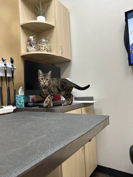 CityVet | Kingwood Veterinary Clinic & Urgent Care Picture 8