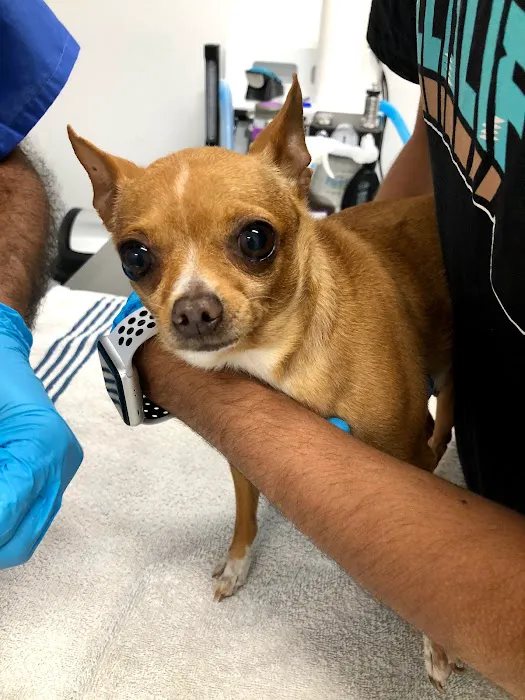 WellCare Pet Clinic Picture 4
