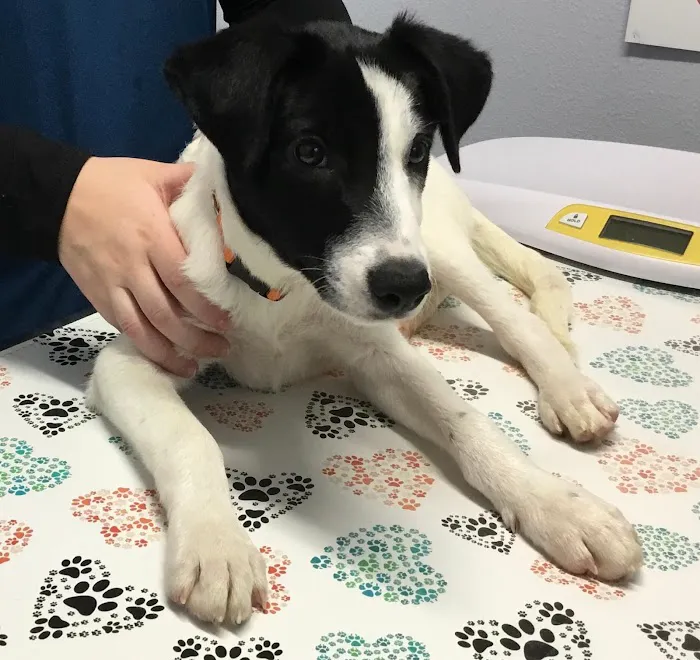 WellCare Pet Clinic Picture 1
