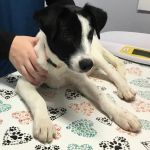 WellCare Pet Clinic