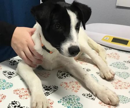 WellCare Pet Clinic