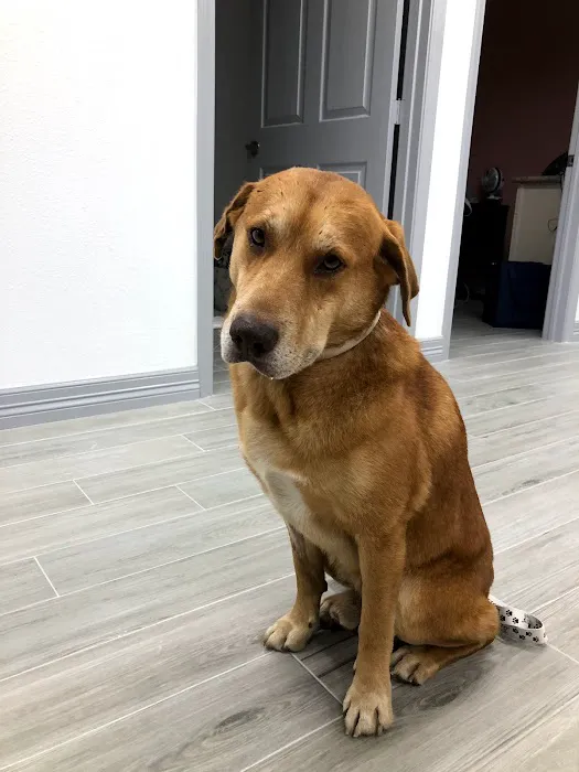 WellCare Pet Clinic Picture 3
