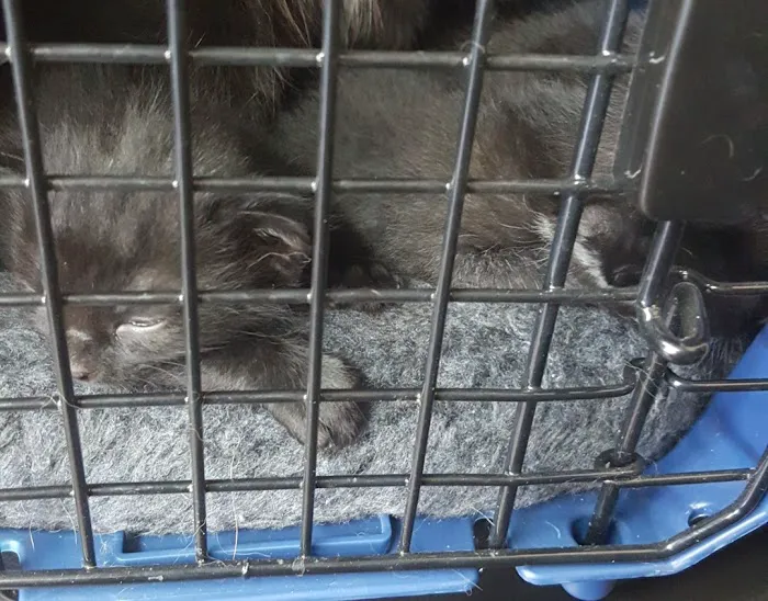 Baylor Animal Clinic Picture 3
