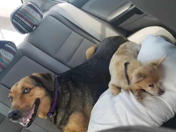 Baylor Animal Clinic Picture 6