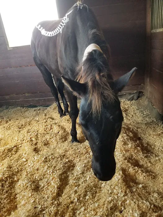 Santa Fe Equine Associates, PLLC Picture 1