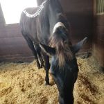 Santa Fe Equine Associates, PLLC