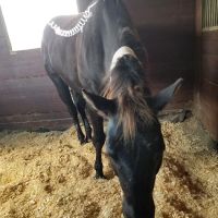 Santa Fe Equine Associates, PLLC ico