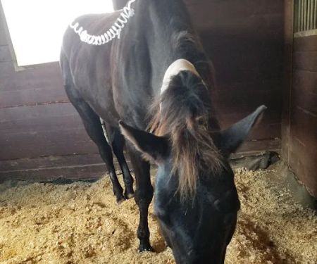 Santa Fe Equine Associates, PLLC