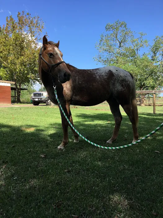 Santa Fe Equine Associates, PLLC Picture 3