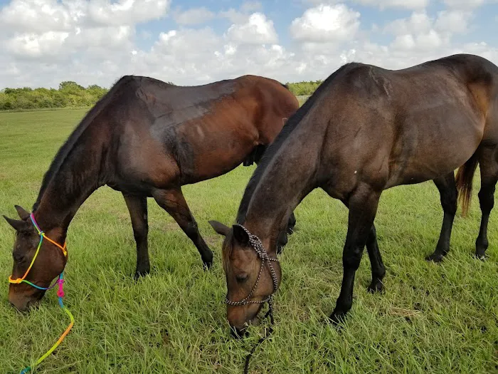 Santa Fe Equine Associates, PLLC Picture 8