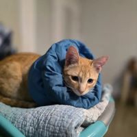 Fix Ur Pet ico