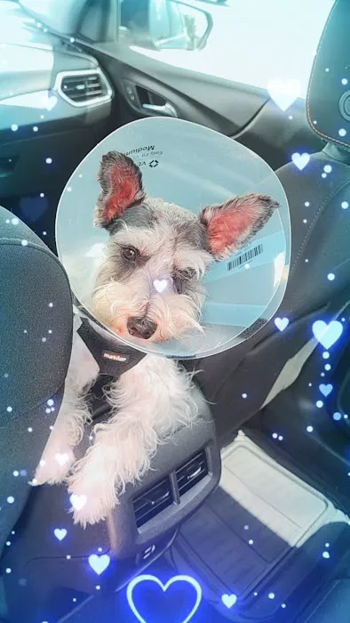 Fix Ur Pet Picture 10