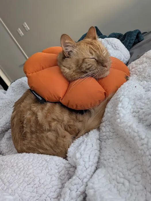 Fix Ur Pet Picture 4