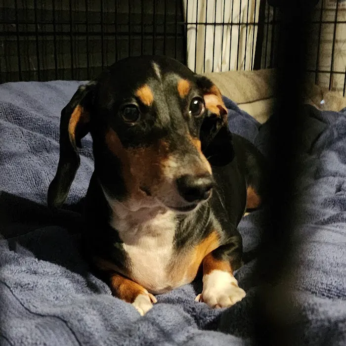 Fix Ur Pet Picture 9