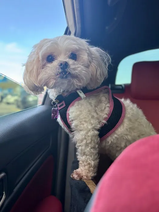 Fix Ur Pet Picture 7