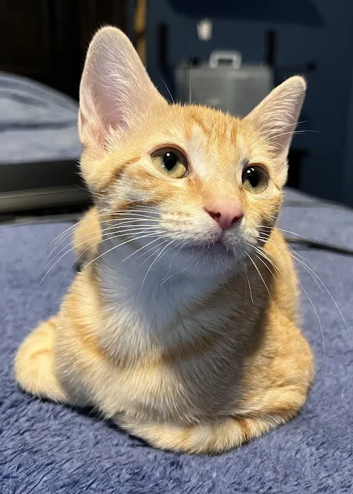 Fix Ur Pet Picture 8