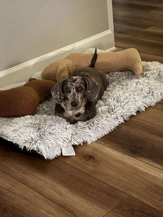 Loving Care Pet Hospital Picture 8
