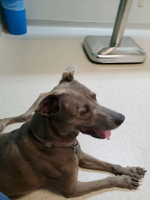 Loving Care Pet Hospital Picture 1