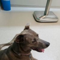 Loving Care Pet Hospital ico