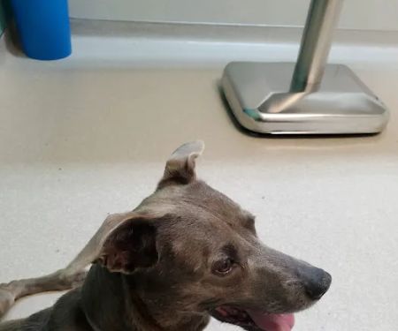 Loving Care Pet Hospital