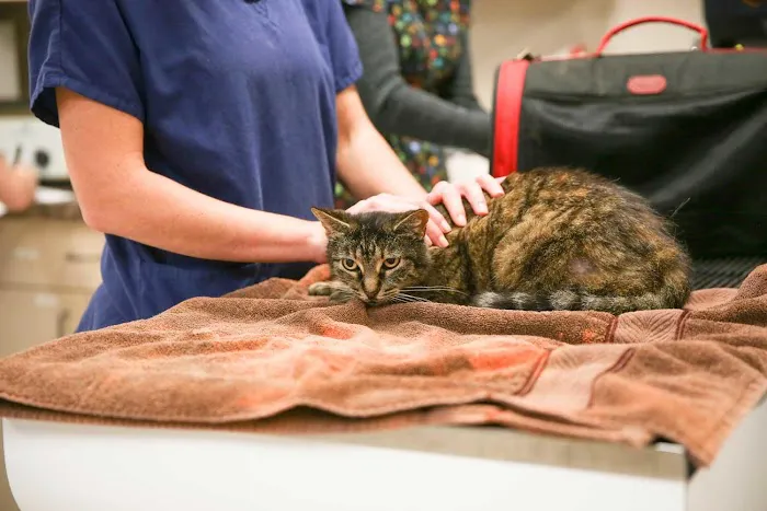 Loving Care Pet Hospital Picture 10
