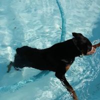 The Fe Animal Hospital ico