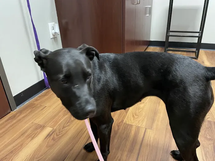 Sienna at 6 Veterinary Hospital Picture 7