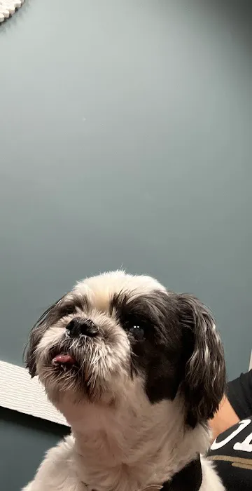 Sienna at 6 Veterinary Hospital Picture 4