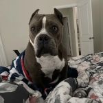 Sienna at 6 Veterinary Hospital