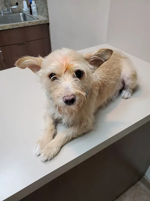 Lake Olympia Animal Hospital Picture 8