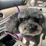 Banfield Pet Hospital