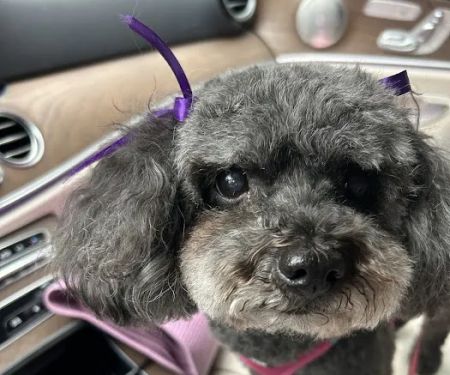 Banfield Pet Hospital