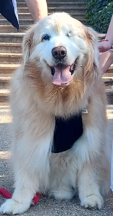 Animal Eye Center Picture 1