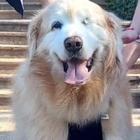 Animal Eye Center ico