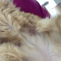 Animal Dermatology Clinic ico