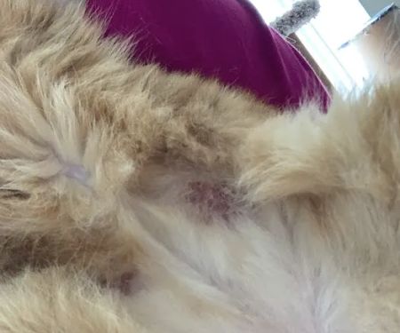 Animal Dermatology Clinic