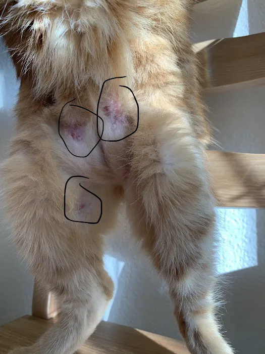 Animal Dermatology Clinic Picture 2