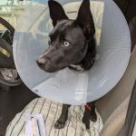 Rocklin Road Animal Hospital