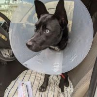 Rocklin Road Animal Hospital ico