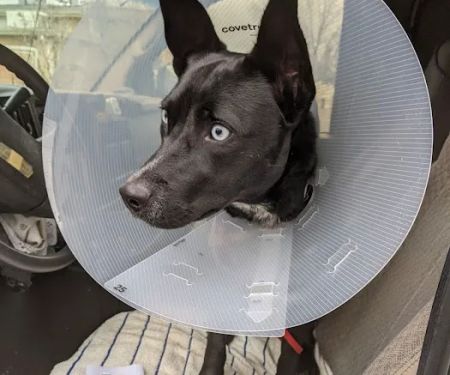 Rocklin Road Animal Hospital