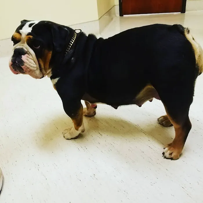 Blue Ravine Animal Hospital Picture 2