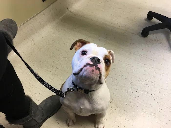 Blue Ravine Animal Hospital Picture 4