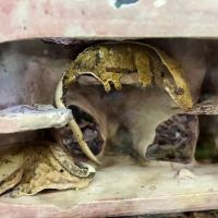 Vetco Total Care Animal Hospital ico