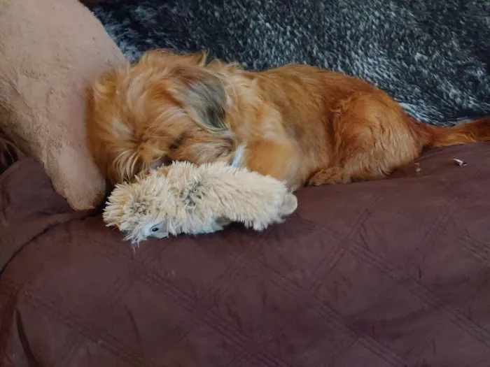 All Creatures Veterinary Emergency Clinic | Folsom Picture 3