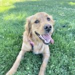 All Creatures Veterinary Emergency Clinic | Folsom