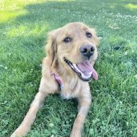 All Creatures Veterinary Emergency Clinic | Folsom ico