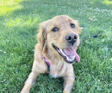 All Creatures Veterinary Emergency Clinic | Folsom