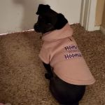 Lakeside Pet Hospital